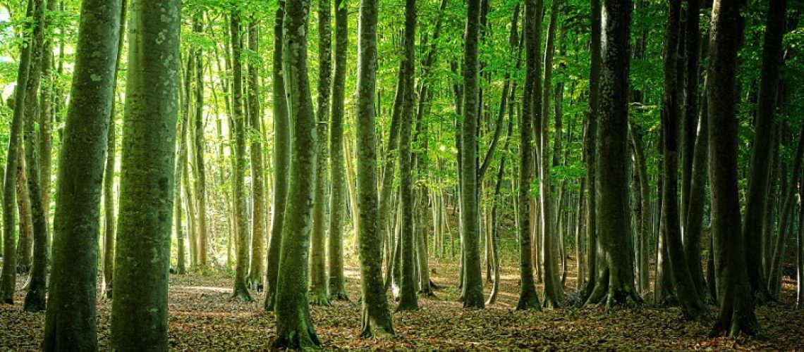 چوب راش ایرانی